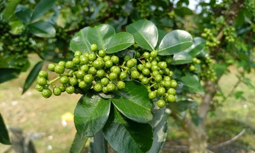 新西兰最好的蜂胶牌子、新西兰蜂胶的功效与作用及食用方法 -新西兰蜂胶皂功效网