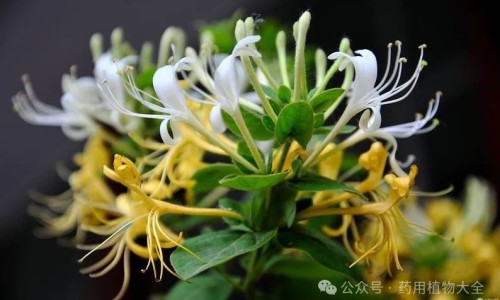 新西兰蜂胶的功效与作用及食用方法-新西兰最好的蜂胶牌子、新西兰蜂胶的功效与作用及食用方法 -新西兰蜂胶皂功效网