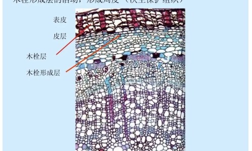 新西兰最好的蜂胶牌子、新西兰蜂胶的功效与作用及食用方法 -新西兰蜂胶皂功效网